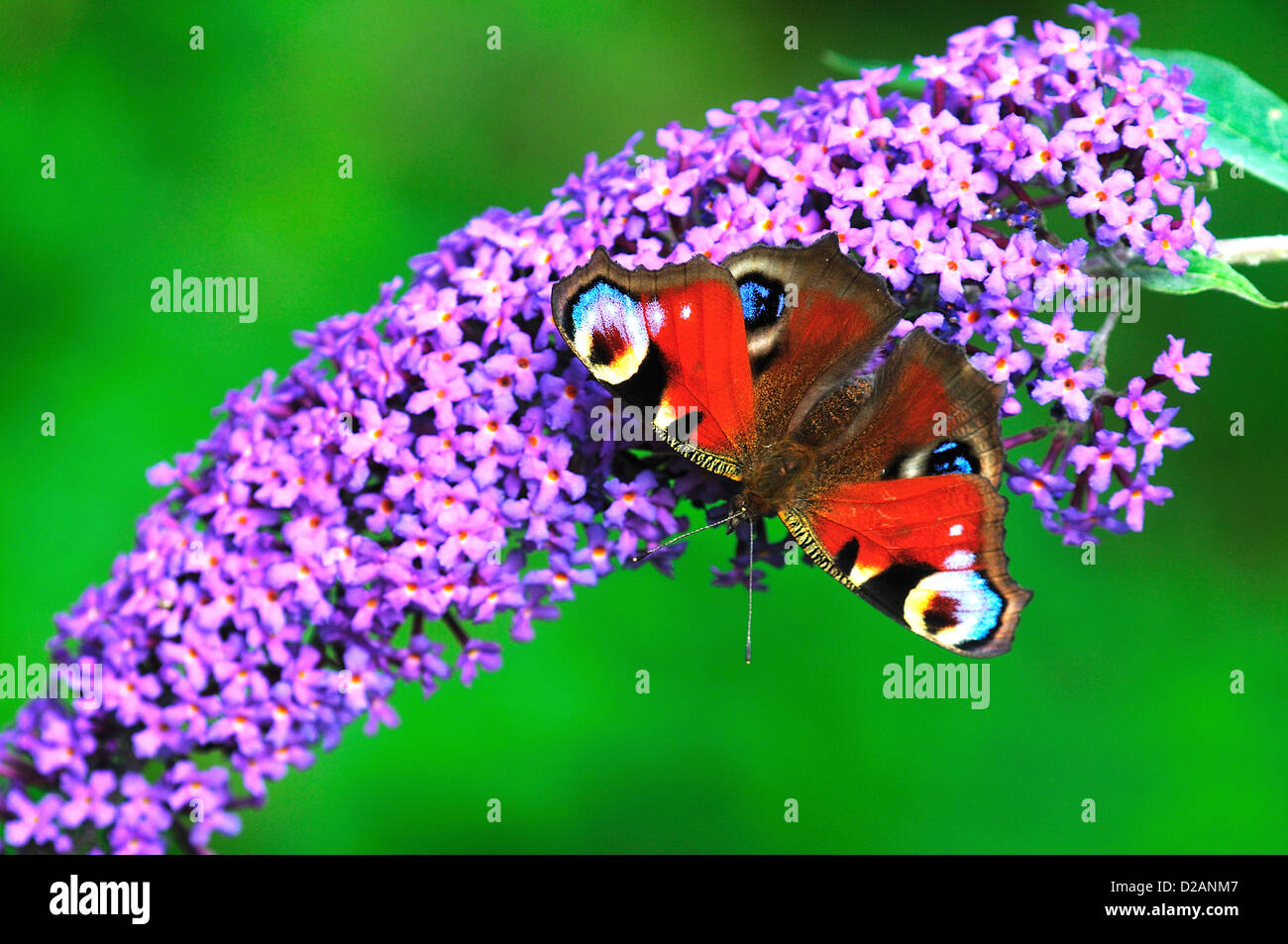 Peacock butterfly on buddleia flowers Stock Photo - Alamy
