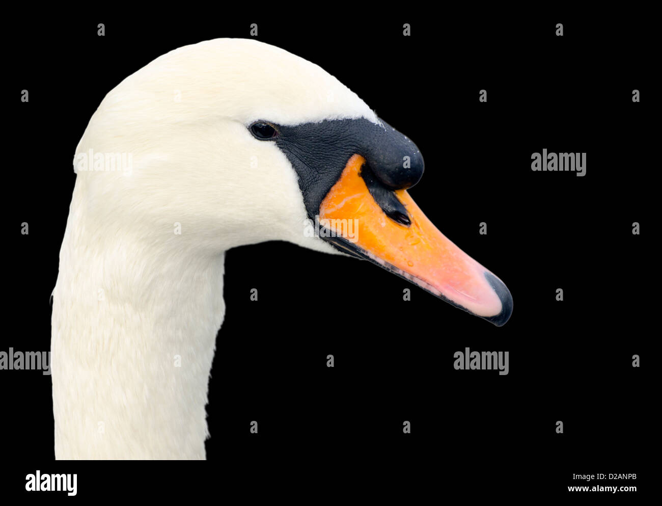 Neck and head of a White Mute Swan (Cygnus olor) against a black background. Stock Photo