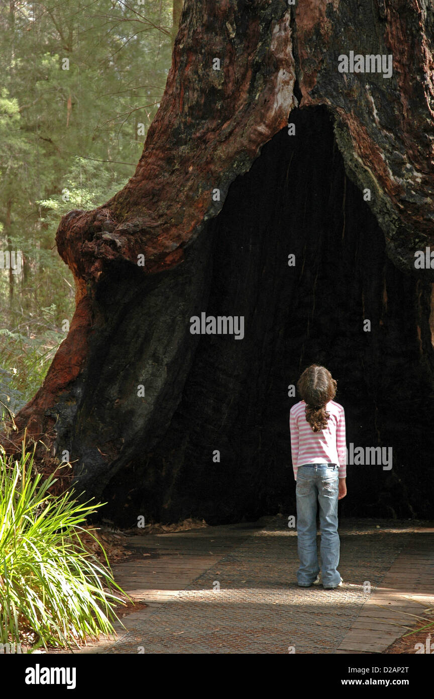 Nine year old child standing at hollow base of Red Tingle Tree Eucalyptus jacksonii. Stock Photo