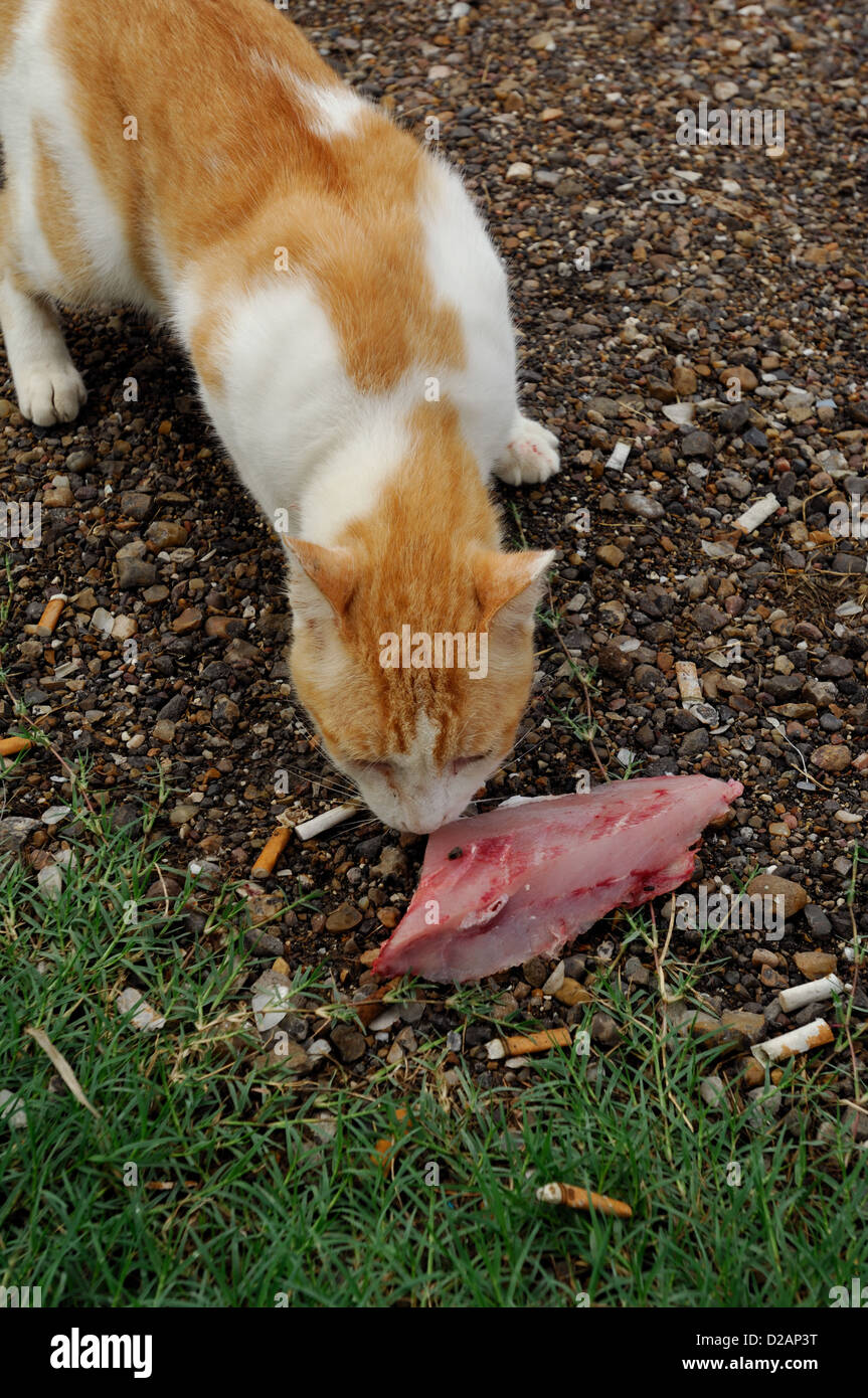 Feral house cat snatching fish fillet scraps Stock Photo