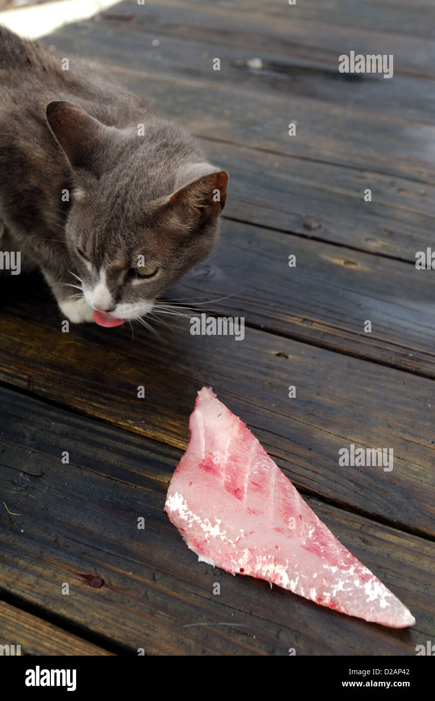 Feral house cat snatching fish fillet scraps Stock Photo