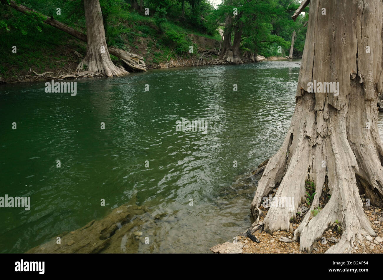 Cypress trees on the banks of the Guadalupe River in the Texas Hill
