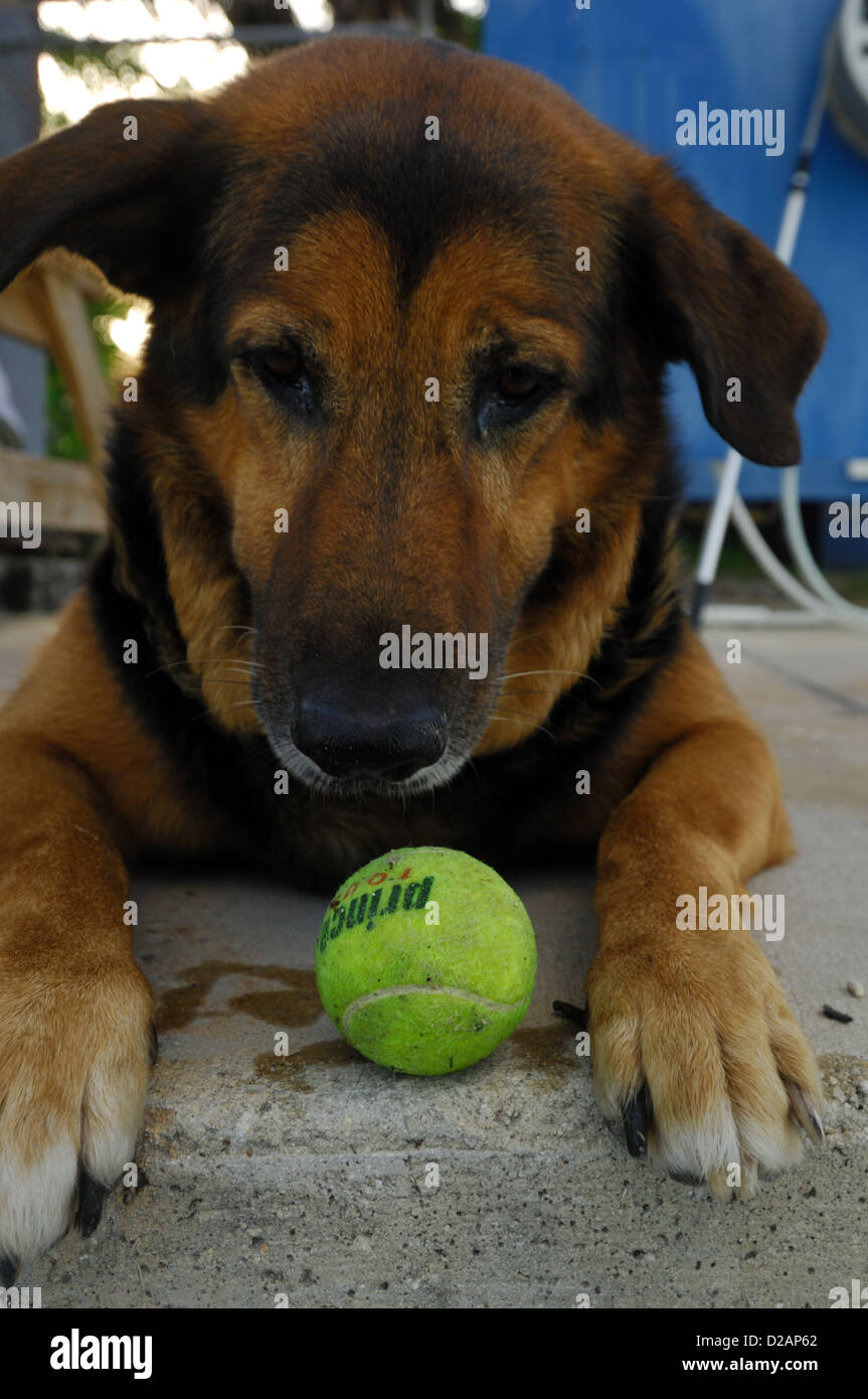 German Shepherd dog playing with a tennis ball Stock Photo Alamy
