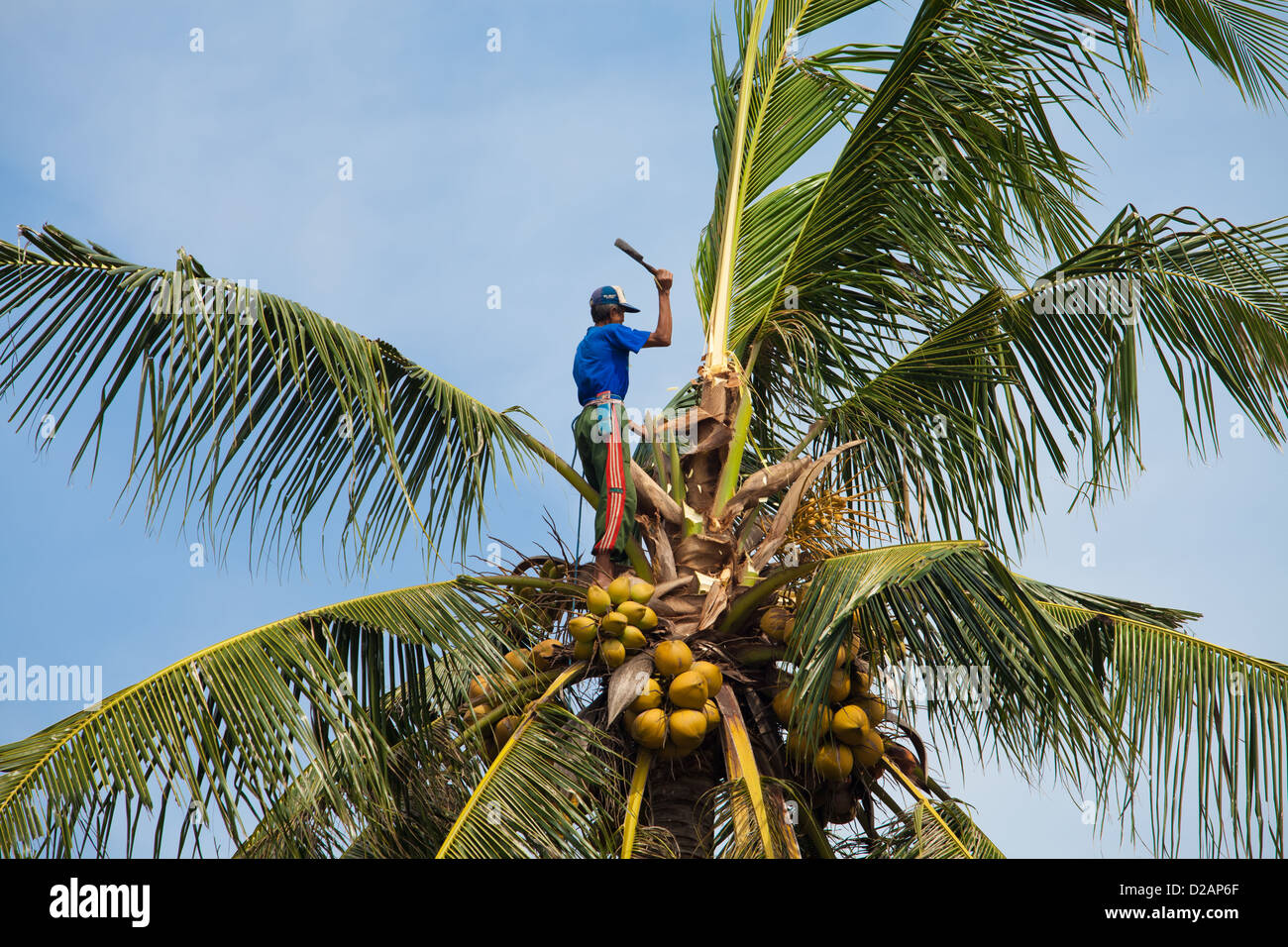 BALI JANUARY 26. Balinese man harvesting coconut on January 26, 2012