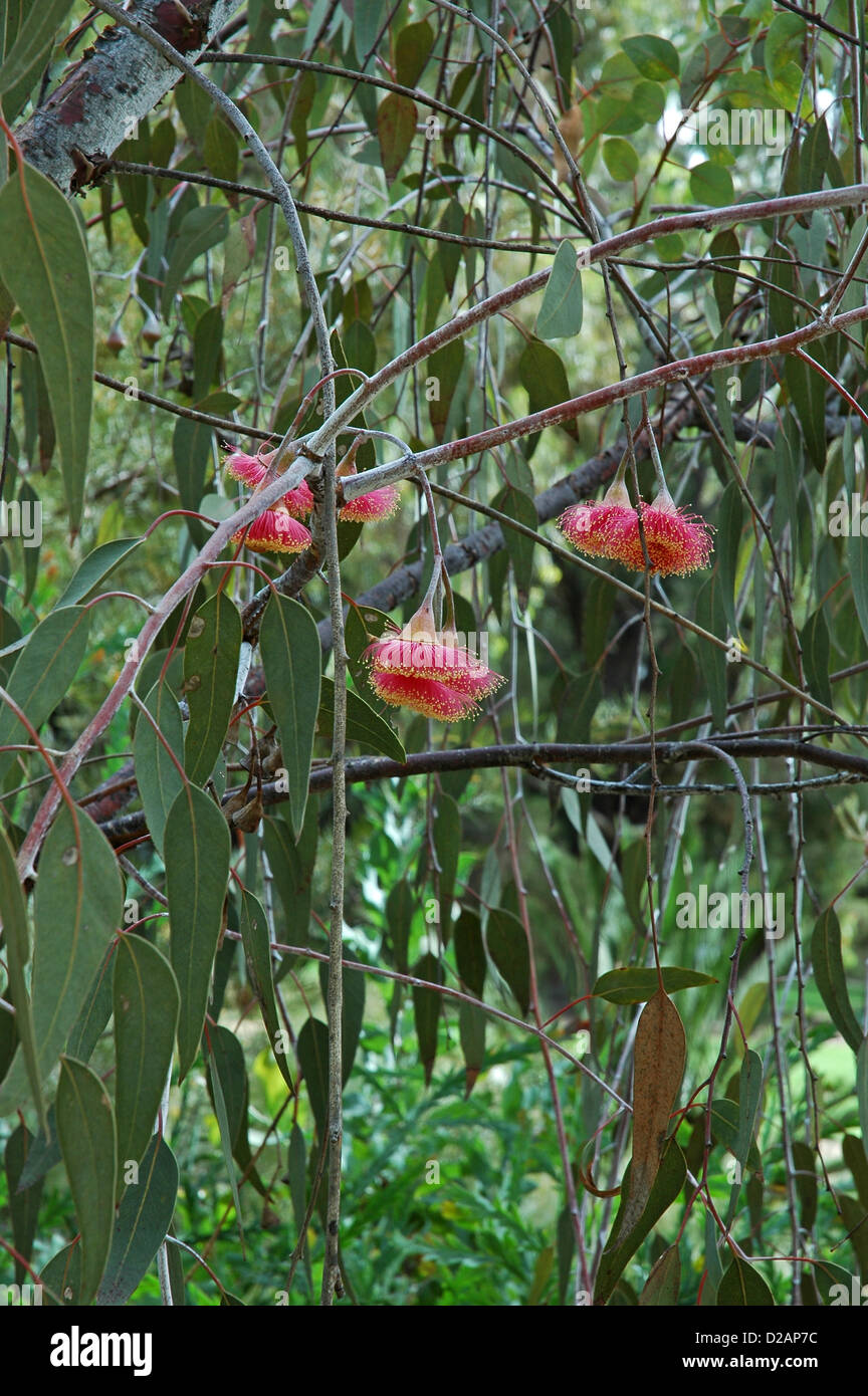 Flowers on tree. Eucalyptus caesia, subspecies magna 'Silver Princess' red form. Stock Photo