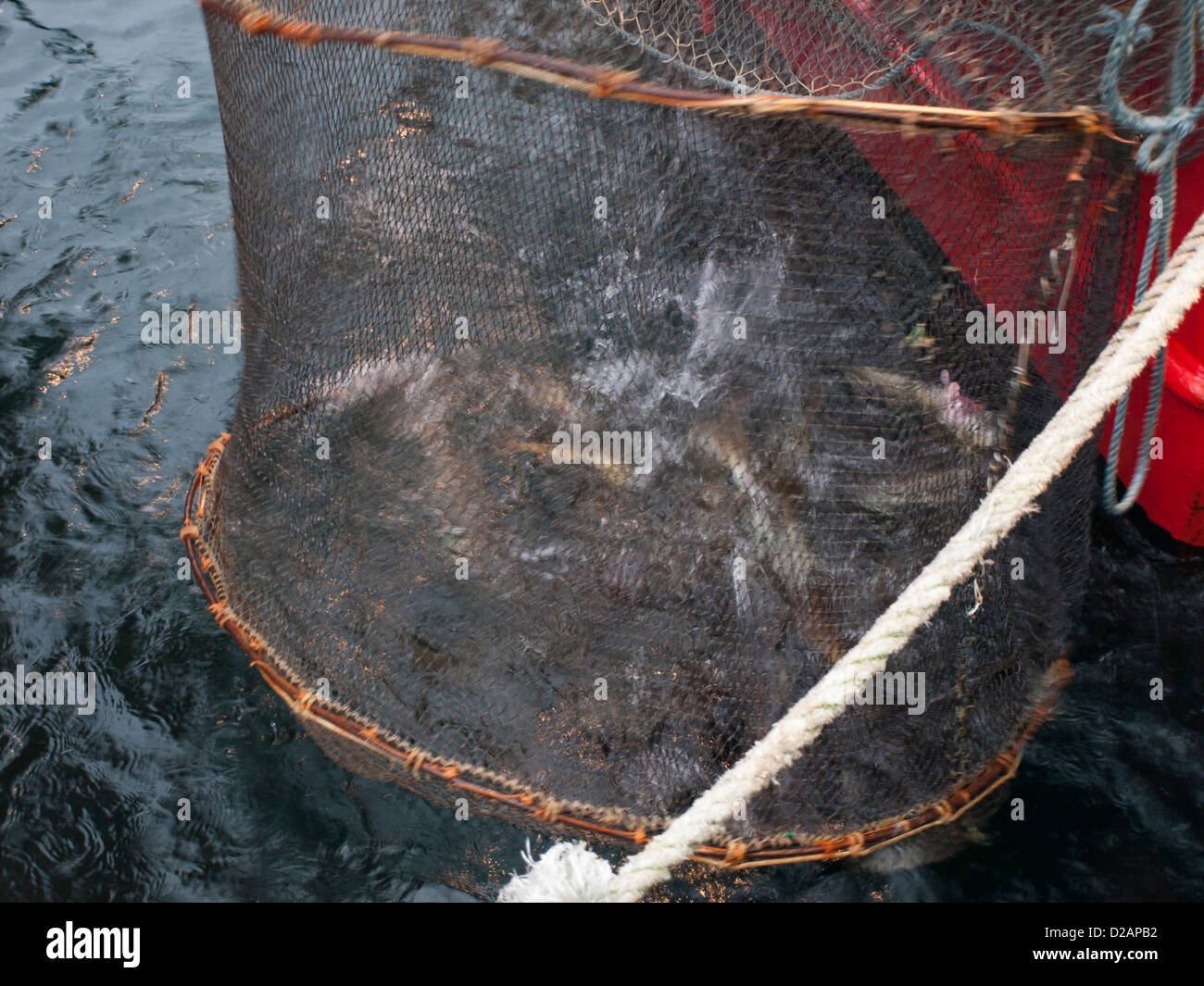 Live cod in fishing net splashing about, waiting to be sold, at the quay in Stavanger Norway Stock Photo