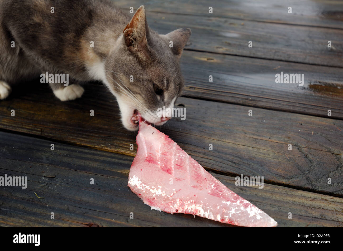 Feral house cat snatching fish fillet scraps Stock Photo