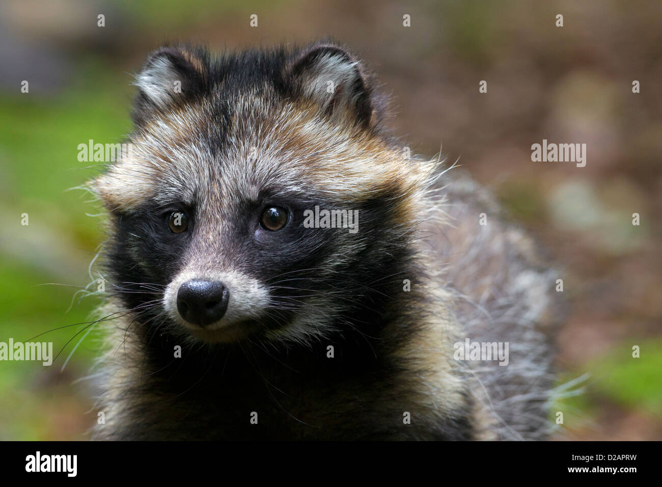 Raccoon dog (Nyctereutes procyonoides) invasive species in Germany, indigenous to East Asia Stock Photo