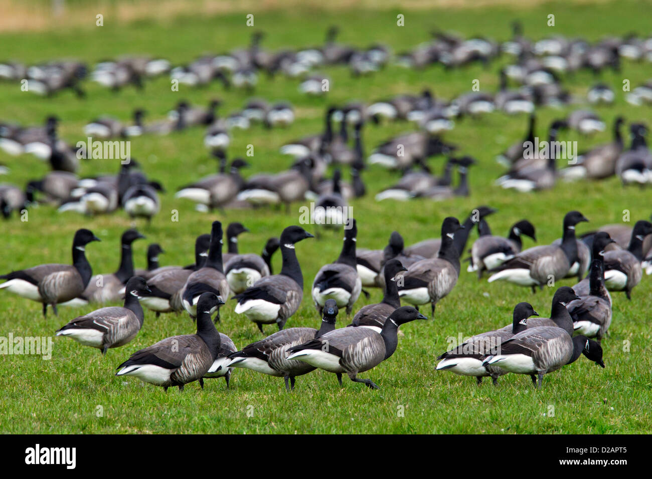 Brent geese (Branta bernicla) flock feeding on grass in field Stock Photo