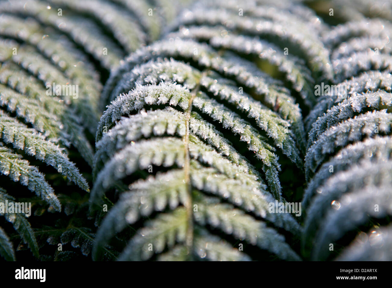 Tree fern (Dicksonia antarctica) fronds covered in frost Stock Photo