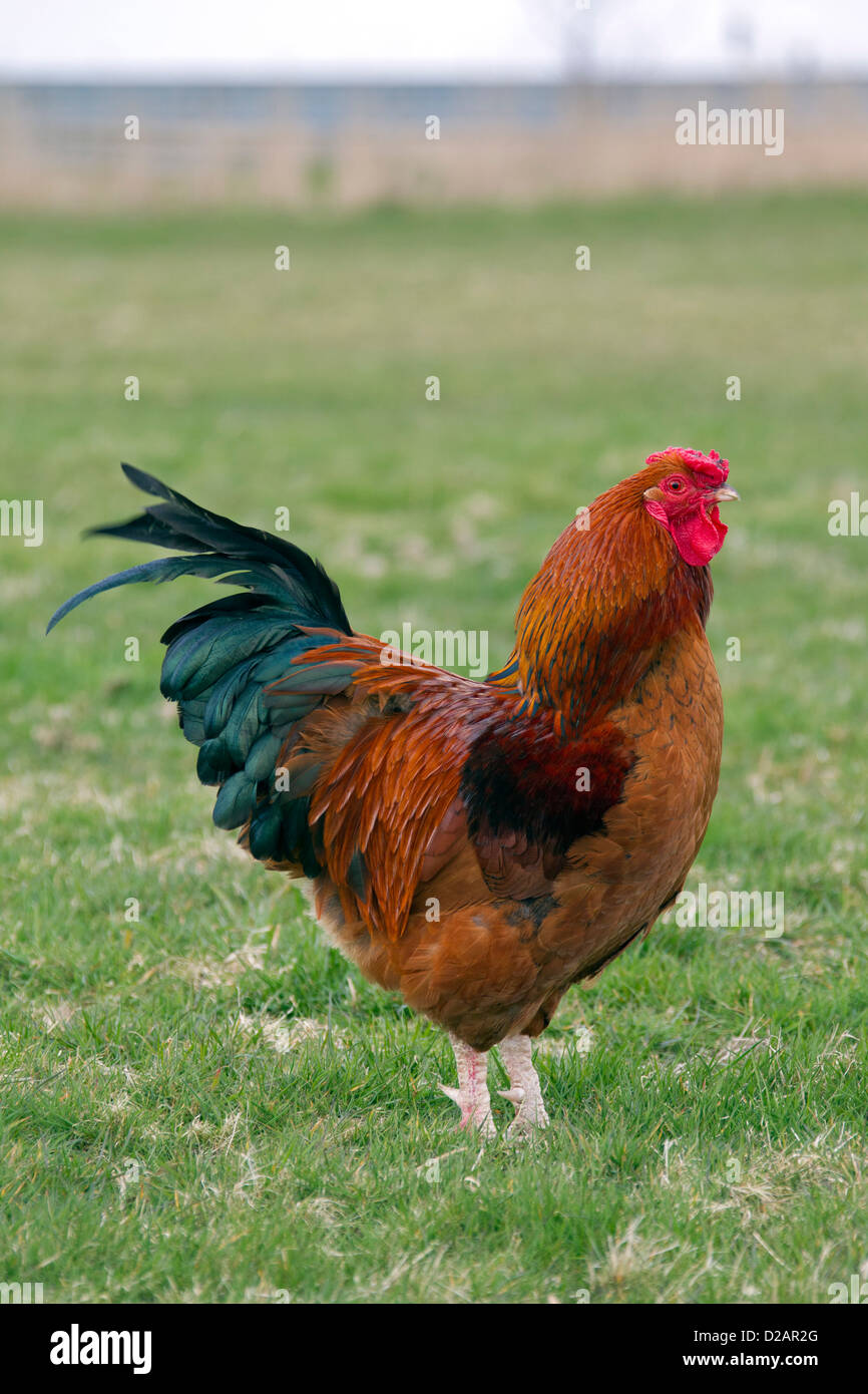 Cock Rooster Gallus Gallus Domesticus At Poultry Farm Stock Photo cock-rooster-gallus-gallus-domesticus-at-poultry-farm-stock-photo