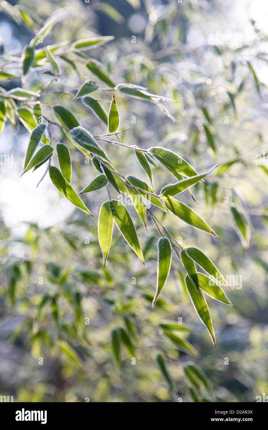 Bamboo edged with frost, catching the morning sunlight (Bambuseae Stock