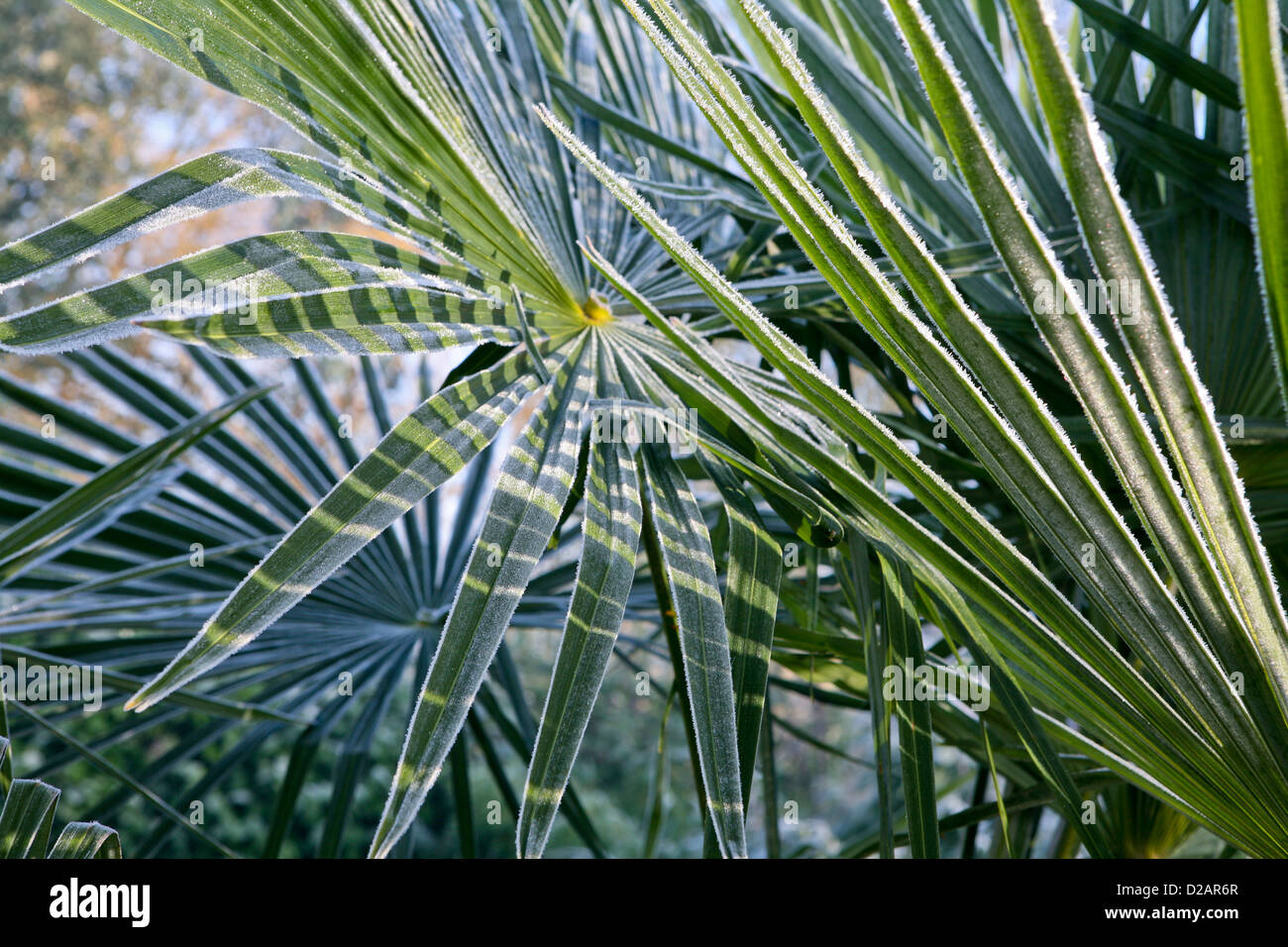 Chusan Palm (Trachycarpus fortunei) leaves with frost Stock Photo