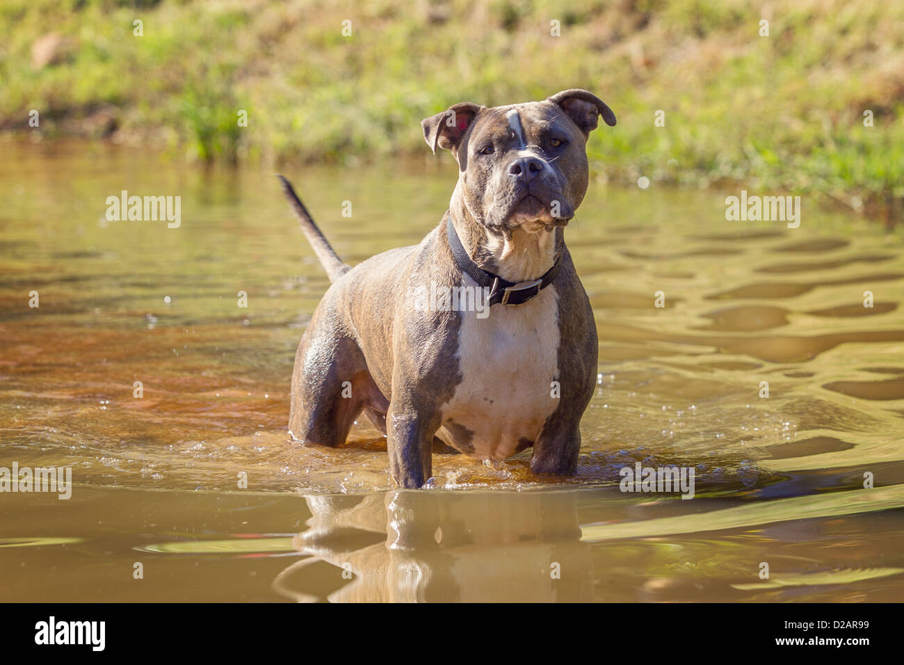 A mean looking pitbull stands knee-deep in water Stock Photo