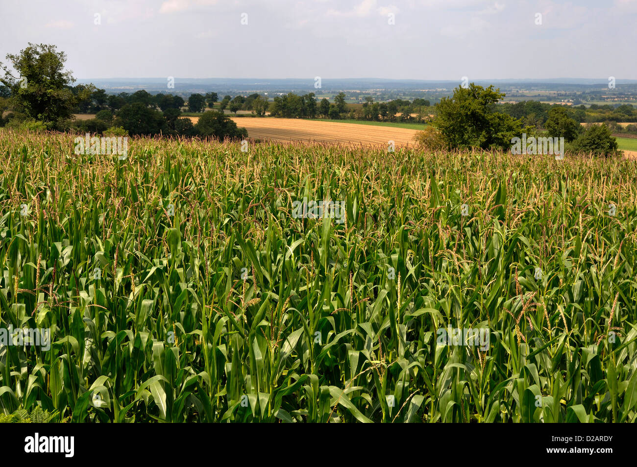 Field cultivated with fodder corn (Zea mays), north of Mayenne department, in august. Stock Photo