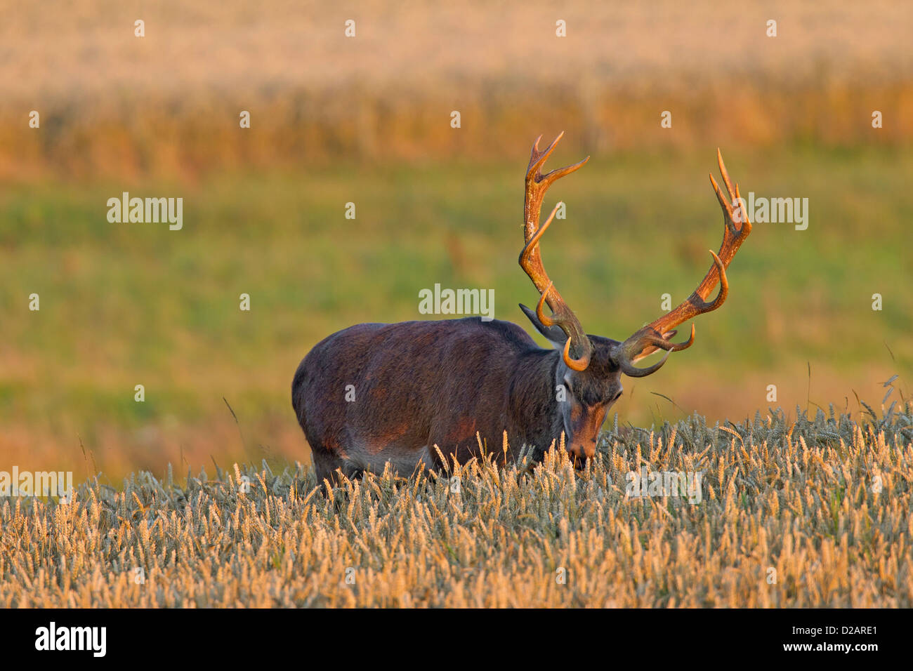 Deer eating corn hires stock photography and images Alamy