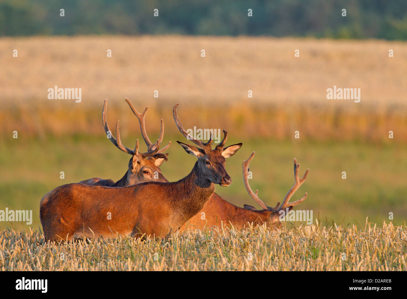 Herd of Red Deer (Cervus elaphus) stags feeding in cornfield in summer Stock Photo