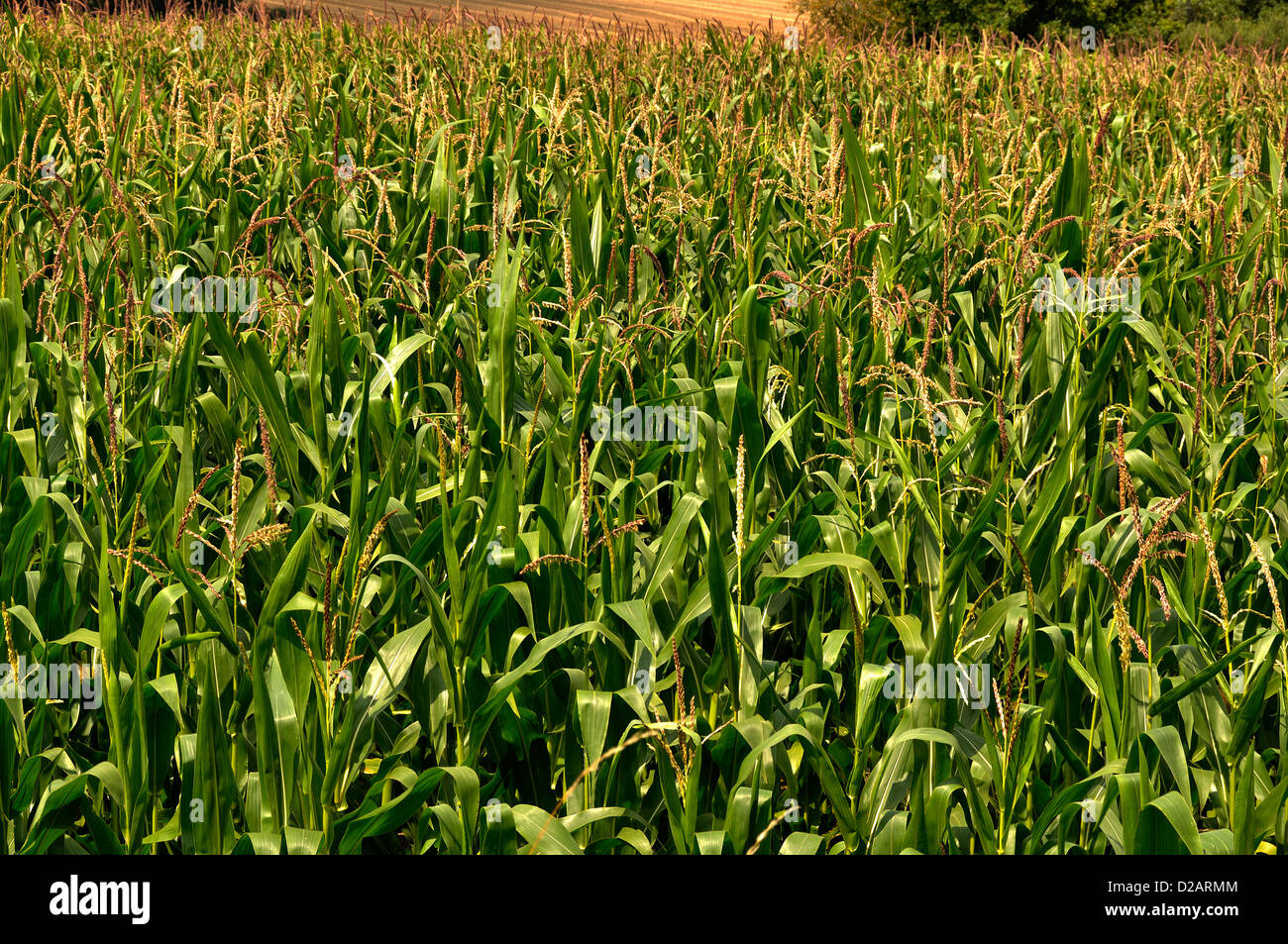 Field cultivated with fodder corn (Zea mays), north of Mayenne department, in august. Stock Photo