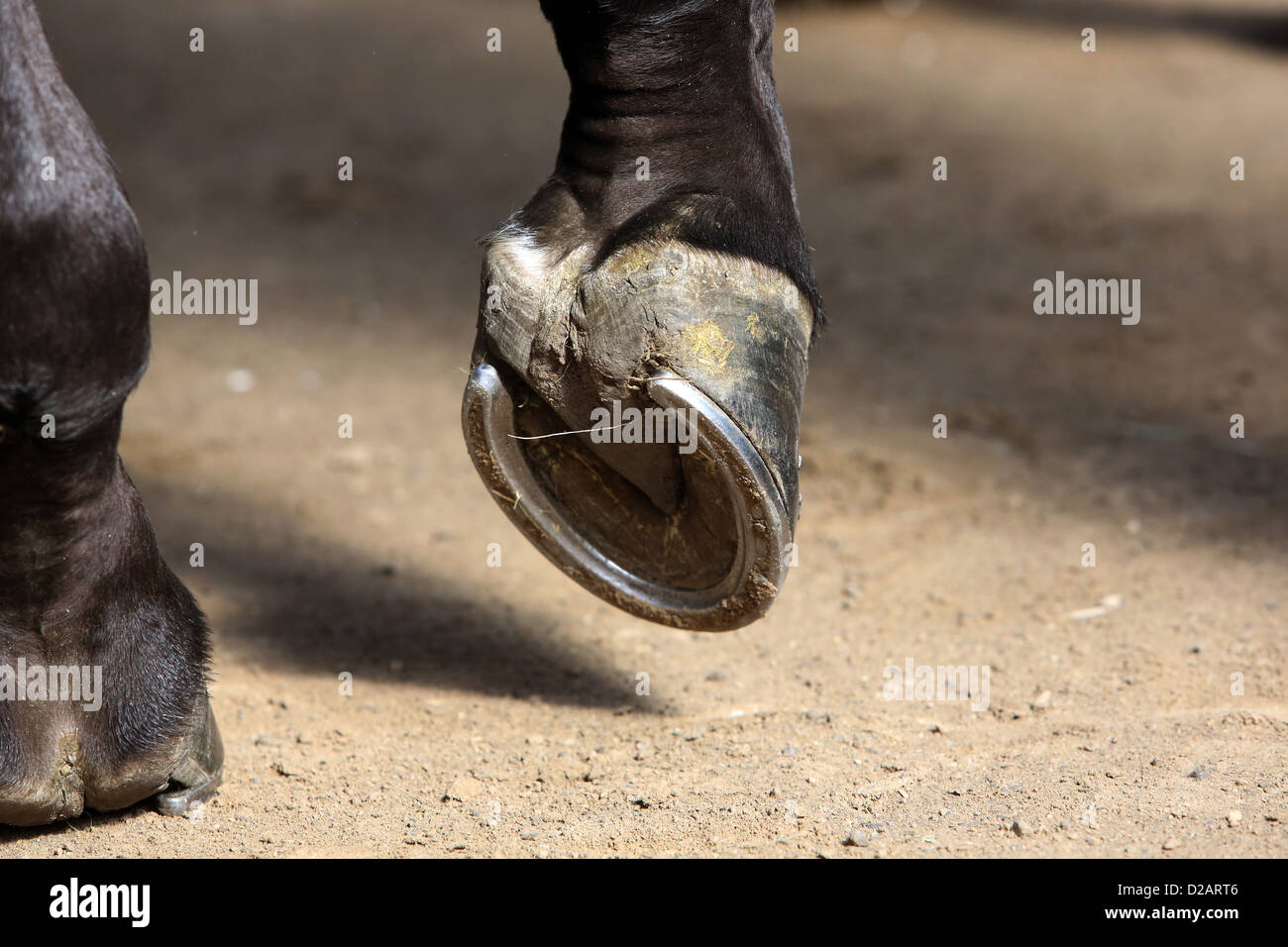 Ascheberg, Germany, shod hoof Stock Photo Alamy