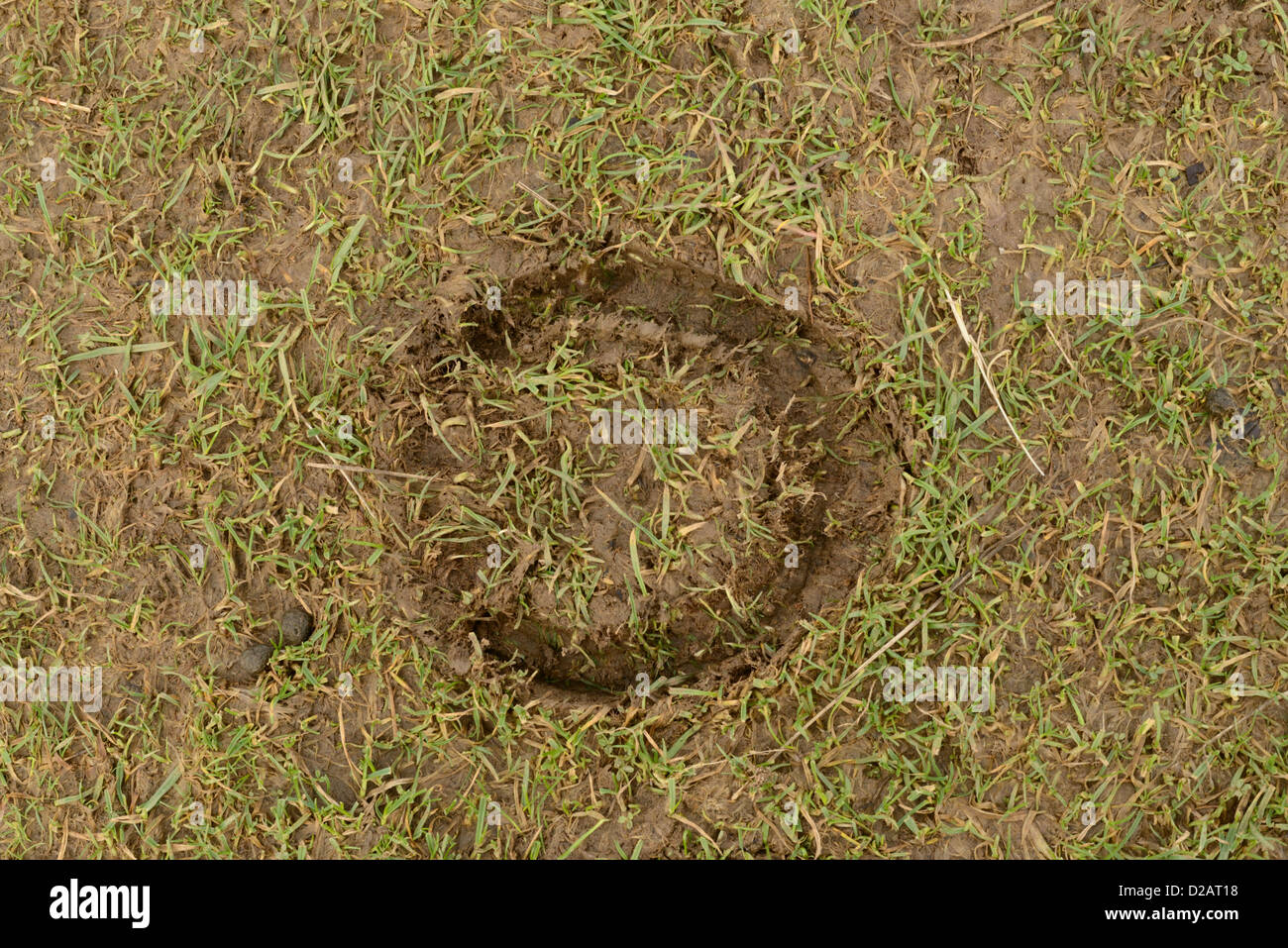 Print of horseshoe in muddy grass Stock Photo