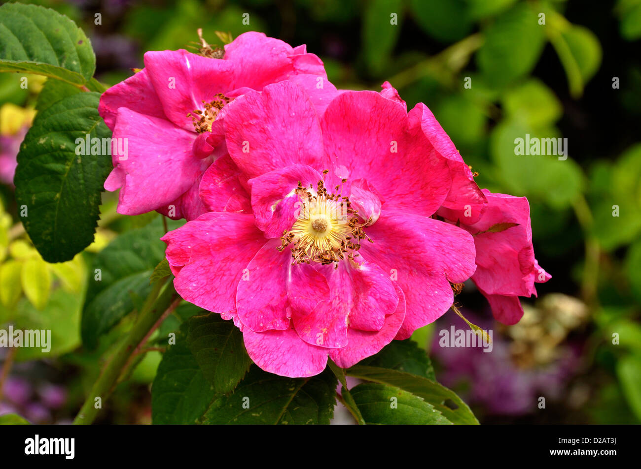 Rosa Gallica (Other names Rosebush of France, rosebush Provins), in