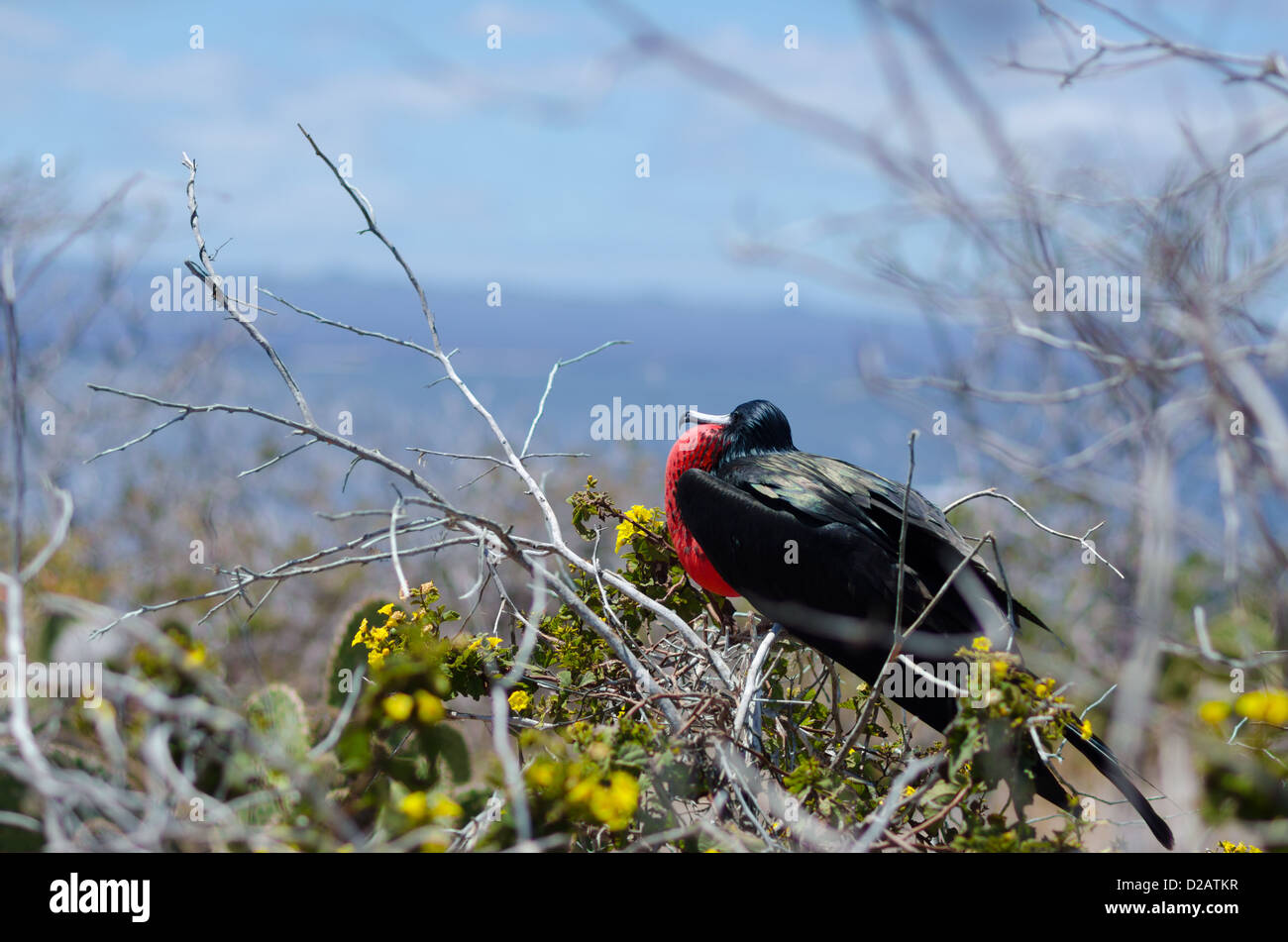 Magnificient Frigatebird, North Seymor, Galapagos Islands Stock Photo