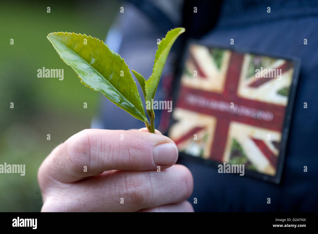 Jonathan Jones of Tregothnan Estate near Truro, Cornwall with leaves picked from his Tea plants in The Himalayan Valley Stock Photo
