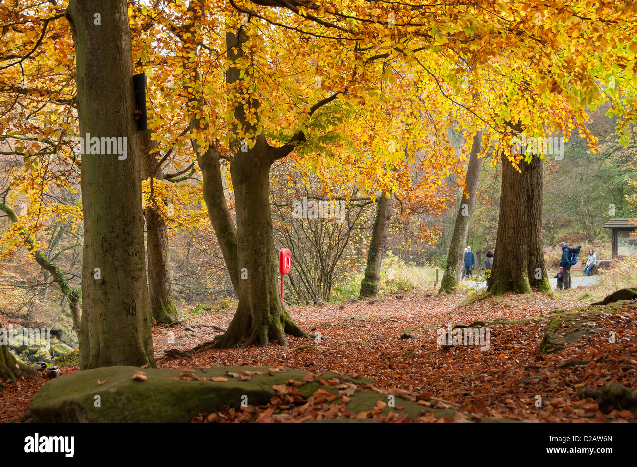 People enjoying rich autumn colours on trees & a relaxing family walk on day out in Strid Woods - Bolton Abbey Estate, Yorkshire Dales, England, UK. Stock Photo