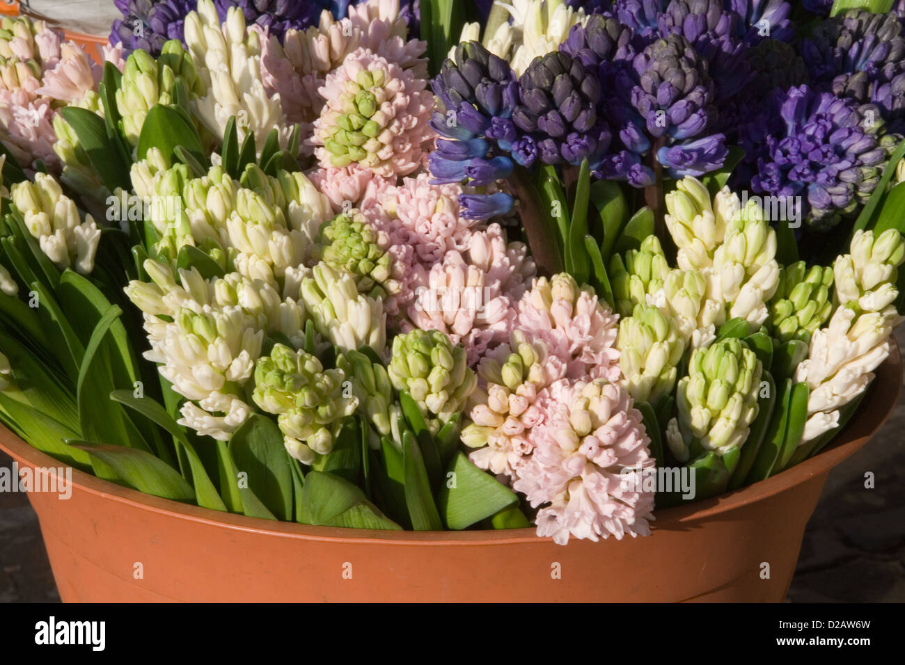 A bucket full of Hyacinths Stock Photo