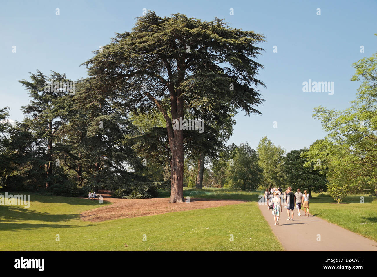 A Cedar of Lebanon (Cedrus libani) in the Royal Botanic Gardens, Kew, London, UK. Stock Photo