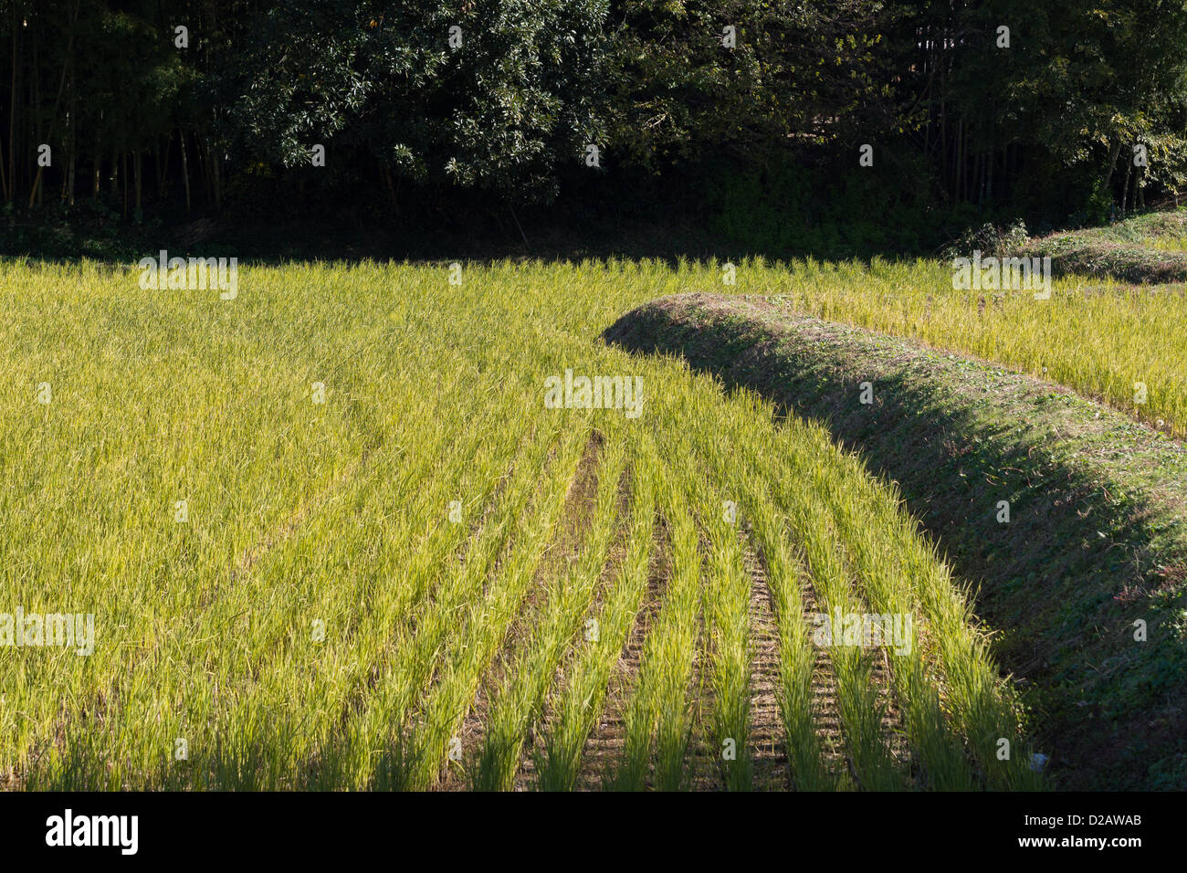 Japanese rice paddy. Stock Photo