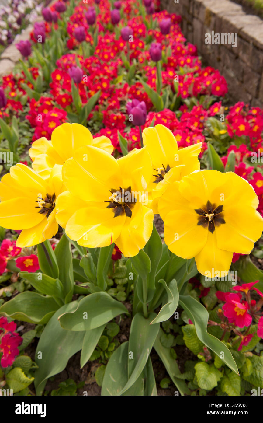 Beautiful bright colourful spring flowers (tulips, primulas) bloom in landscaped flowerbeds in Ilkley scenic town centre, West Yorkshire, England, UK. Stock Photo