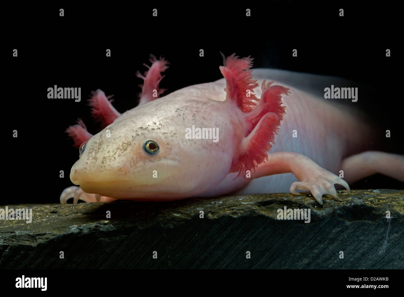 White axolotl (Ambystoma mexicanum) neotenic aquatic salamander leucistic individual captive critically endangered in the wild Stock Photo