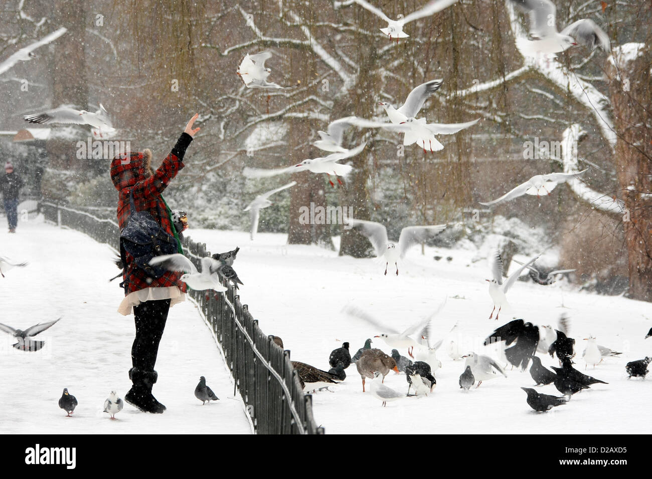 LADT FEEDS THE BIRDS IN THE SNOW GENERAL SNOW VIEWS AROUND LONDON LONDON ENGLAND UK 18 January 2013 Stock Photo