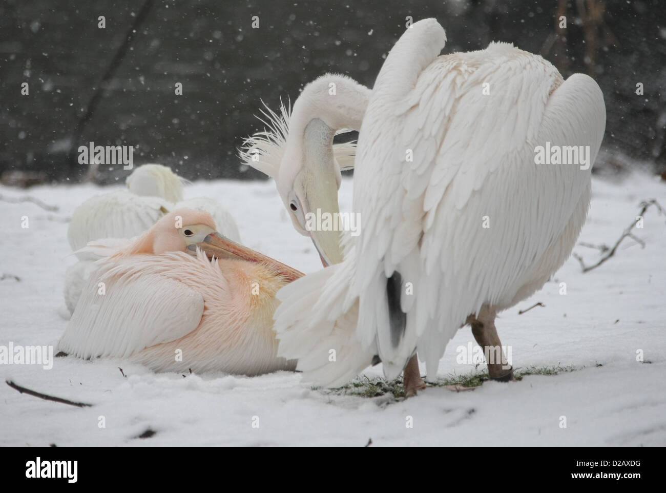 THE AMBASSADOR'S PELICANS IN THE SNOW GENERAL SNOW VIEWS AROUND LONDON LONDON ENGLAND UK 18 January 2013 Stock Photo
