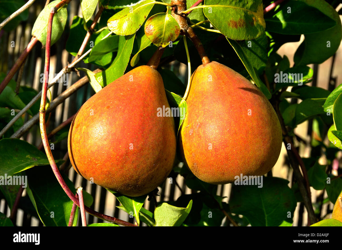Pears on the branch (Pyrus communis), variety : 'Beurre Hardy', august, ripening in the tree . Stock Photo