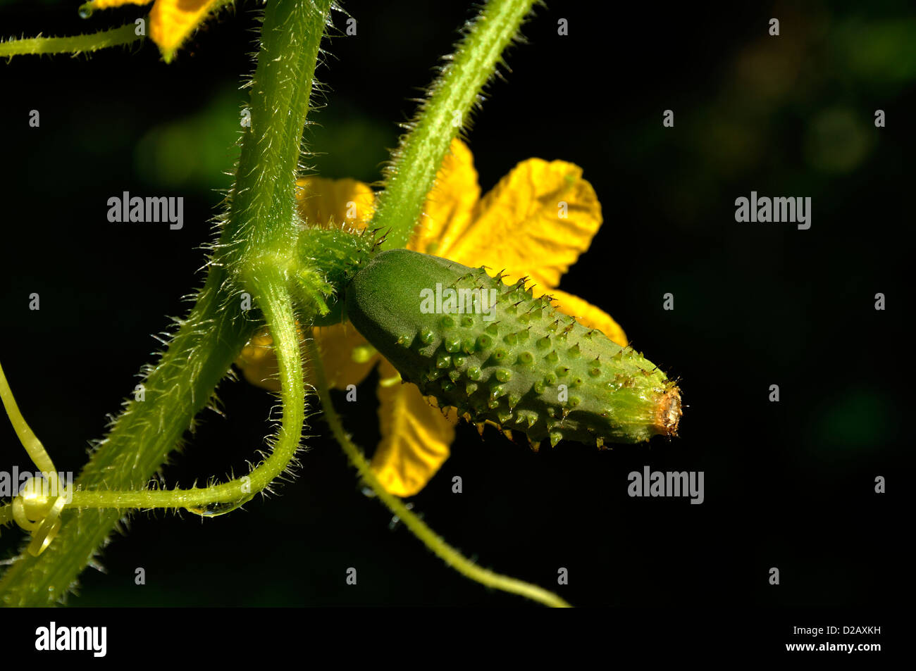 Cucumis sativus hi-res stock photography and images - Alamy