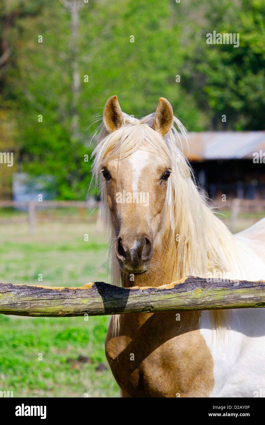Pony stands by fence chewed down by horses Stock Photo Alamy
