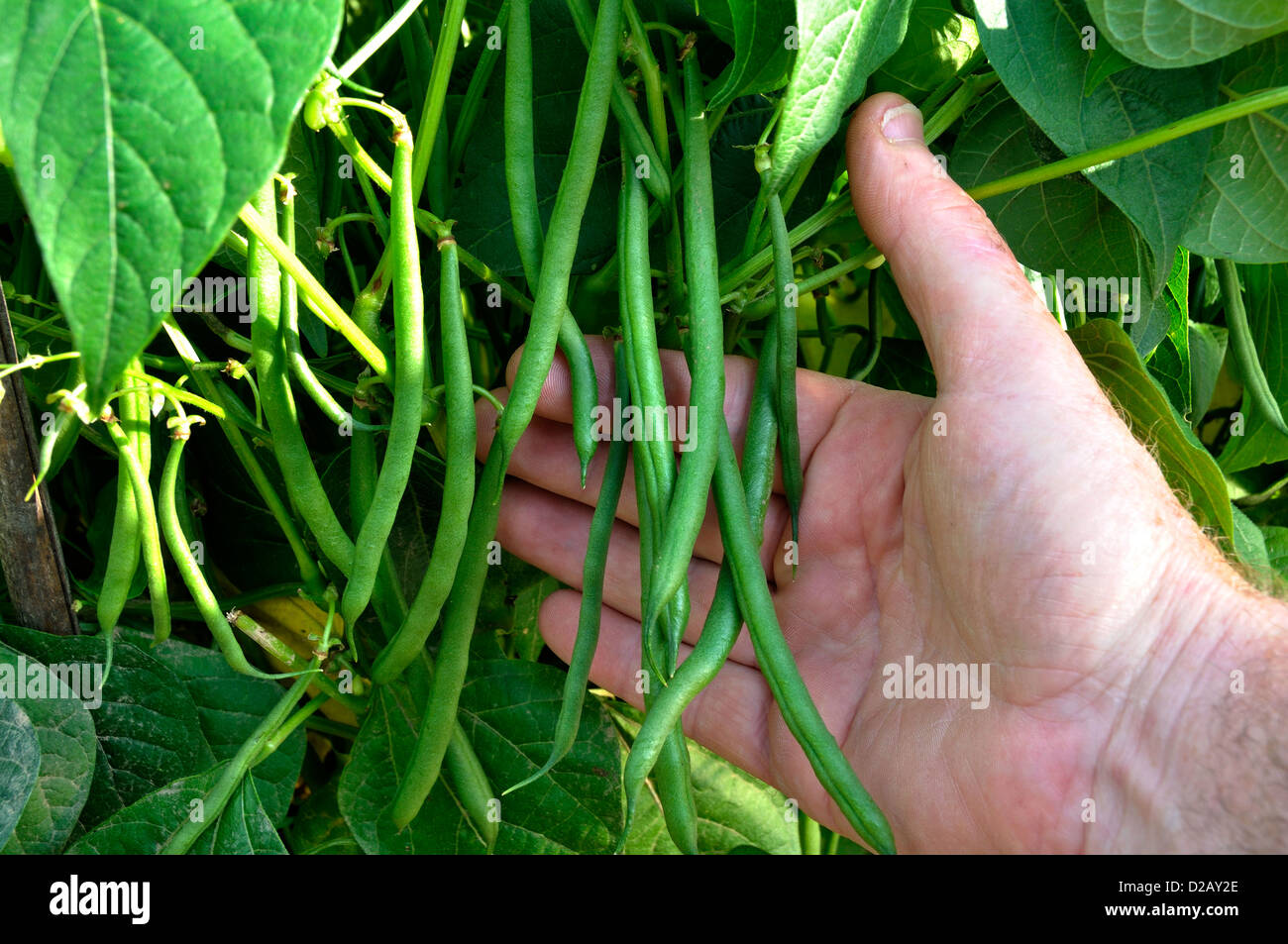Harvesting green beans (Phaseolus vulgaris), in july. 'Potager de Suzanne', Le Pas, Mayenne, Loire country, France. Stock Photo