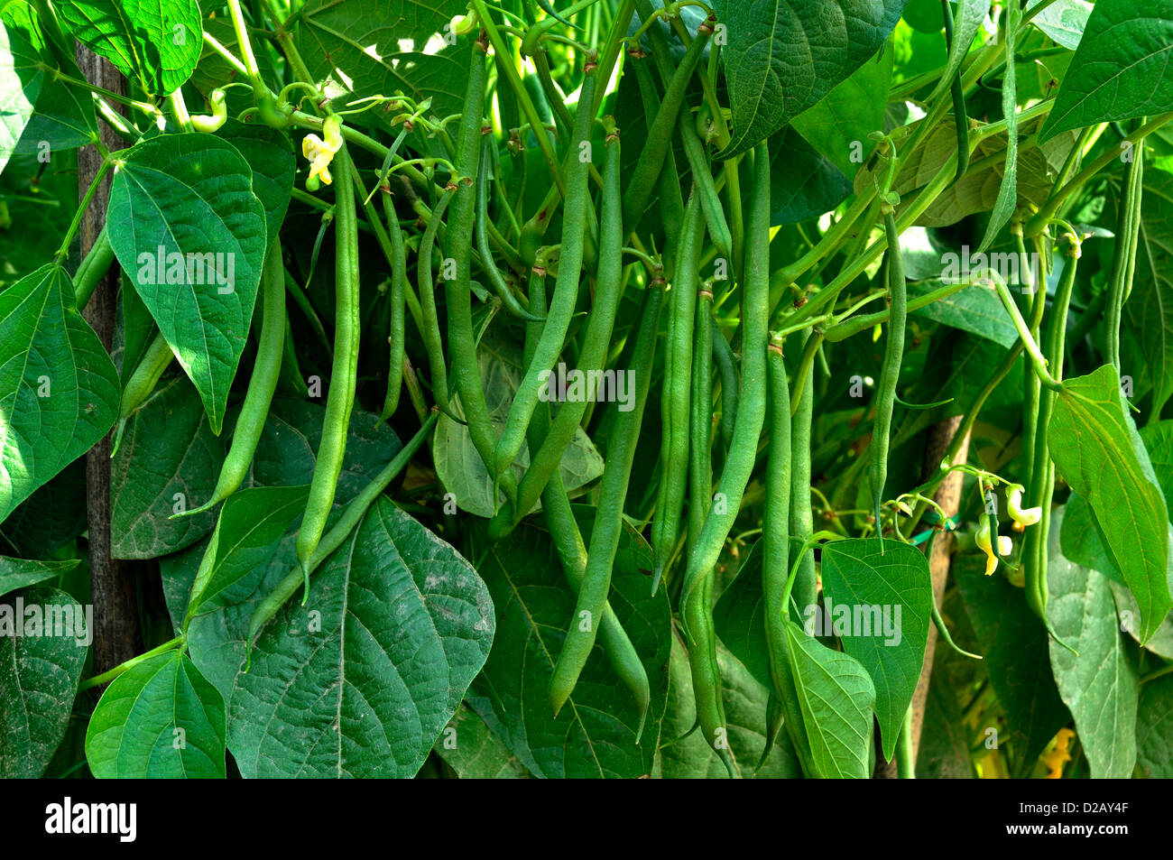 Vegetable bed of green beans (Phaseolus vulgaris) in the vegetable garden, in july. Stock Photo