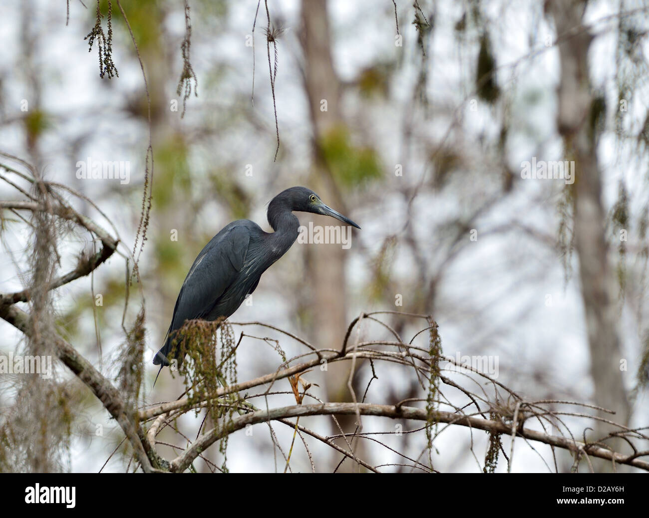 A little blue heron in its natural habitat. Big Cypress National