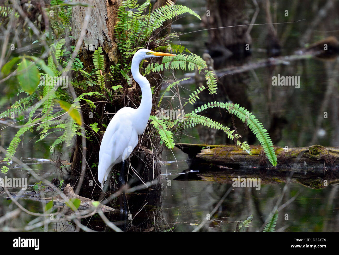 A white great egret in its natural habitat. Big Cypress National Preserve, Florida, USA. Stock Photo