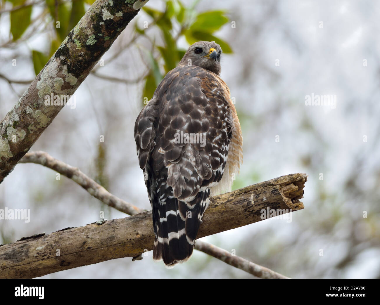 A red-shouldered hawk standing on a tree limb. Big Cypress National Preserve, Florida, USA. Stock Photo