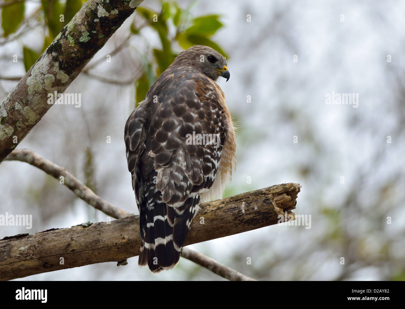 A red-shouldered hawk standing on a tree limb. Big Cypress National Preserve, Florida, USA. Stock Photo