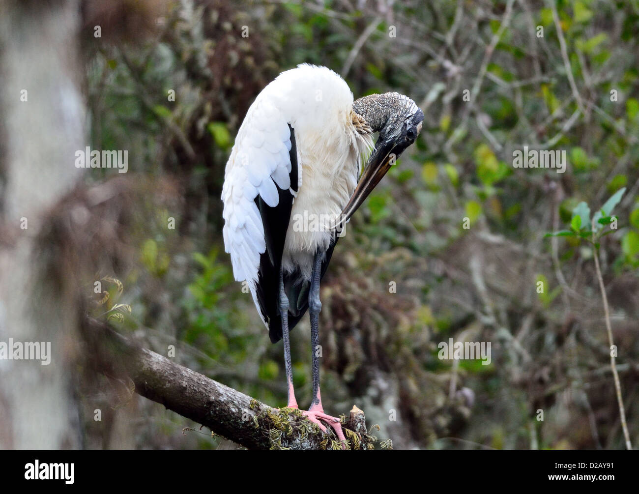 A wood stork in its natural habitat. Big Cypress National Preserve, Florida, USA. Stock Photo