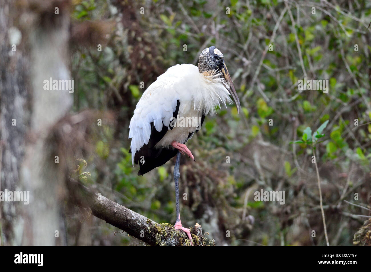 A wood stork in its natural habitat. Big Cypress National Preserve, Florida, USA. Stock Photo