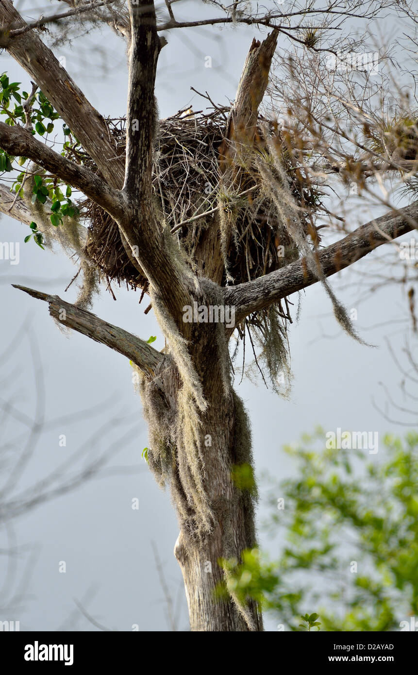 A bald eagle nest on a tree top. The Everglades National Park, Florida