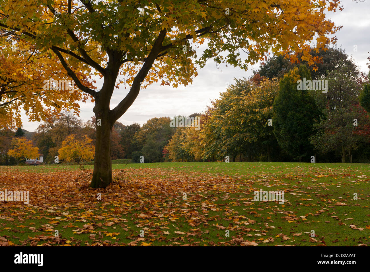 Fallen leaves & trees displaying rich autumn orange gold copper colours in scenic public parkland - The Stray, Harrogate, North Yorkshire, England, UK Stock Photo