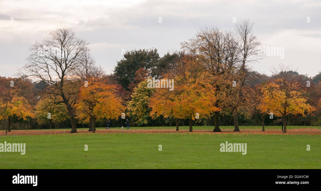 View across public parkland with line of trees displaying rich autumn orange gold copper colours - The Stray, Harrogate, North Yorkshire, England, UK. Stock Photo