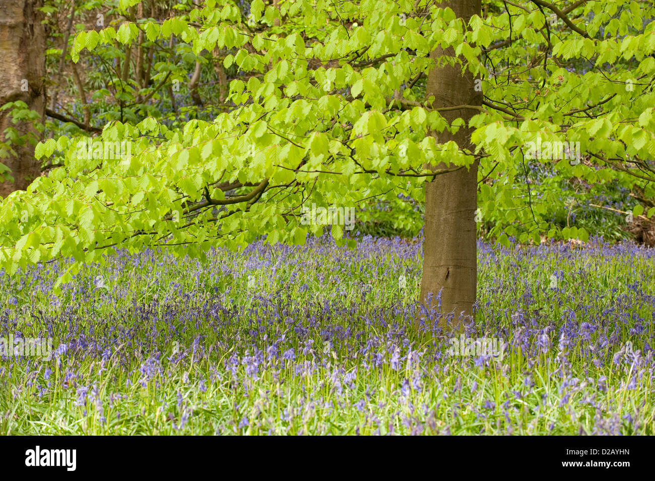 Flowering bluebells create a beautiful colourful blue carpet under the trees in springtime - Middleton Woods, Ilkley, West Yorkshire, England, UK. Stock Photo